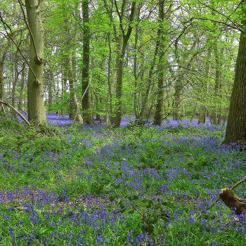 Lyons-Hall-road-Bluebells-2016-2016-05-07-001