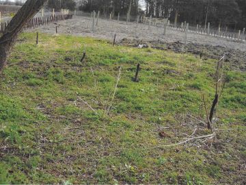 VILLAGE HALL, ALLOTMENTS & ORCHARD