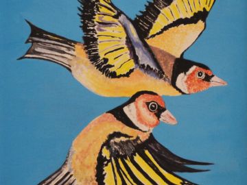 Graham-Holloway-Bullfinches