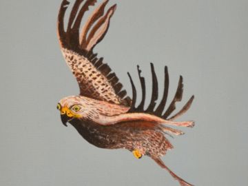 Graham-Holloway-Red-Kites