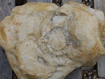 Stisted-Ammonite-1