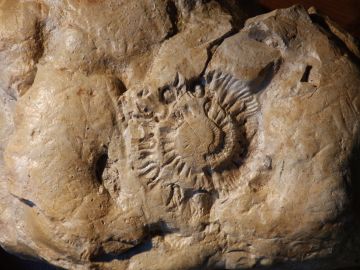 Stisted-Ammonite-2