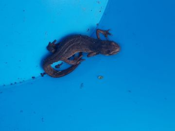 The-Palmate-Newt-this-is-a-female-found-on-the-Stisted-allotments-in-March-2020-near-the-Wildlife-Pond.-It-is-an-endangered-species-in-some-parts-of-Europe.1