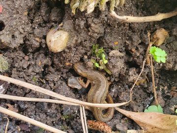 The-Palmate-Newt-this-is-a-female-found-on-the-Stisted-allotments-in-March-2020-near-the-Wildlife-Pond.-It-is-an-endangered-species-in-some-parts-of-Europe.2